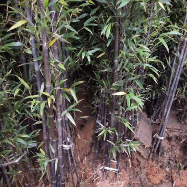 沭阳基地供应紫竹青竹金镶玉竹移植苗成活率高