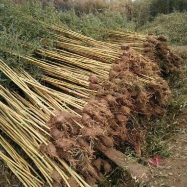 苏北苗木基地低价供应刚竹早园金镶玉竹竹子紫竹