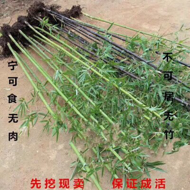 苏北苗木基地低价供应刚竹早园金镶玉竹竹子紫竹