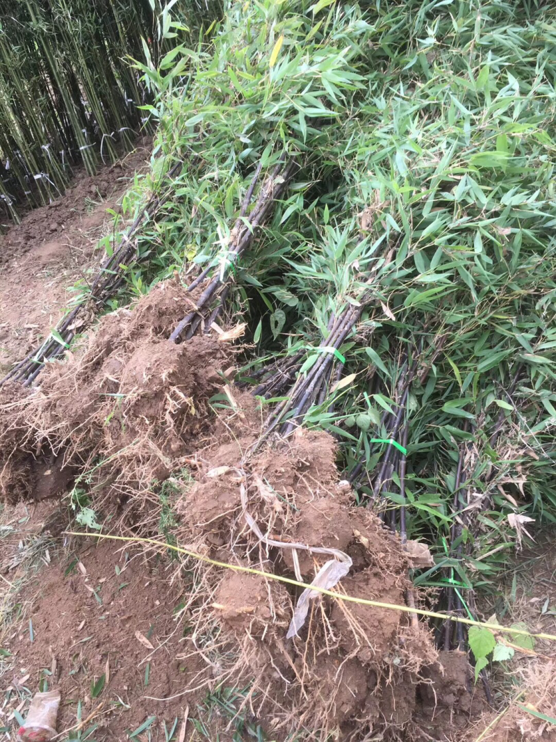 苏北苗木基地低价供应刚竹早园金镶玉竹竹子紫竹