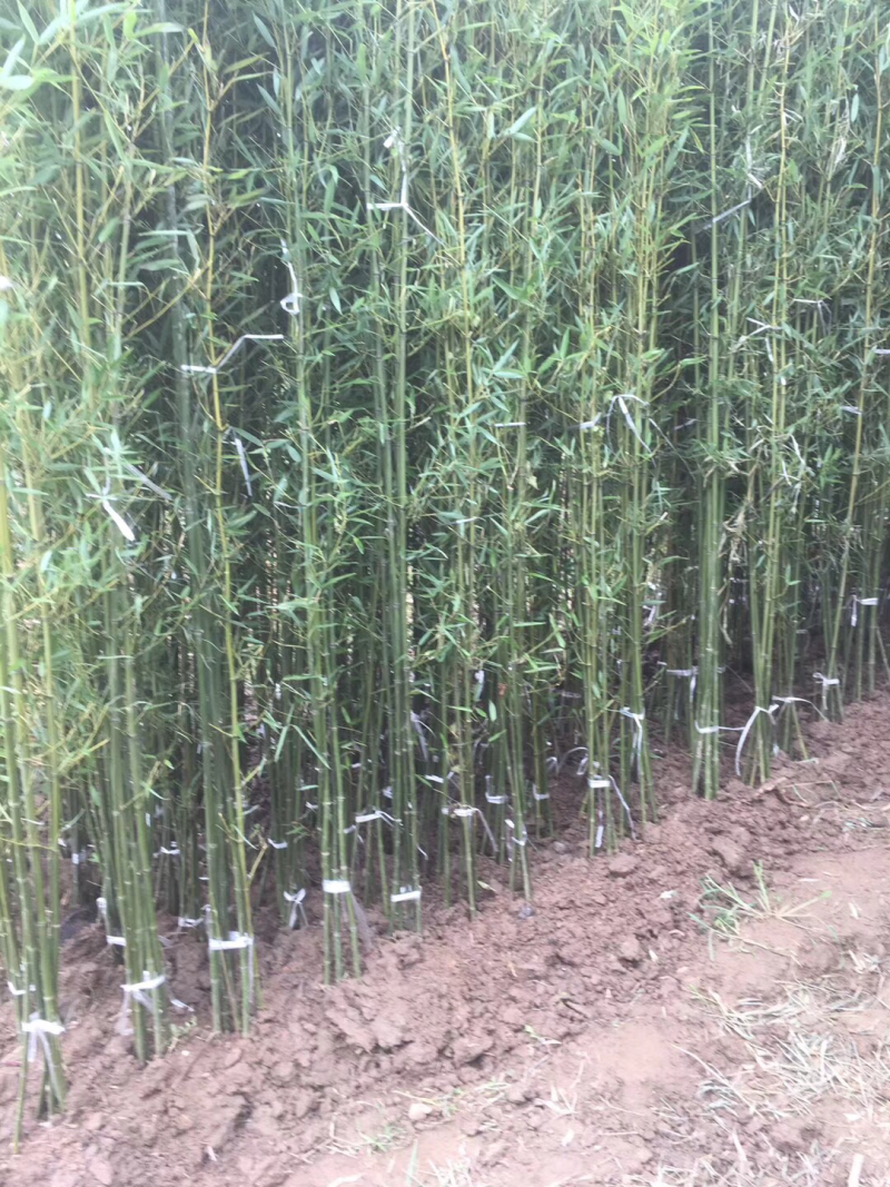 苏北苗木基地低价供应刚竹早园金镶玉竹竹子紫竹