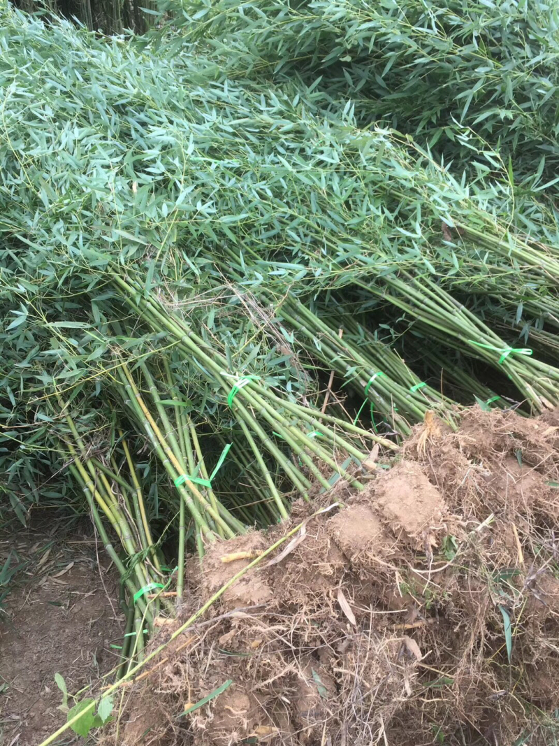苏北苗木基地低价供应刚竹早园金镶玉竹竹子紫竹