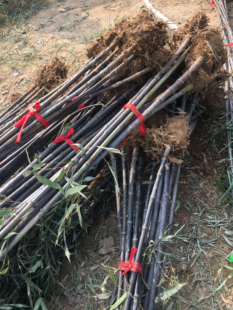 苏北苗木基地低价供应刚竹早园金镶玉竹竹子紫竹
