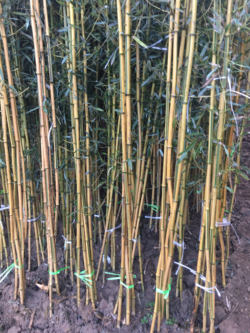 苏北苗木基地低价供应刚竹早园金镶玉竹竹子紫竹