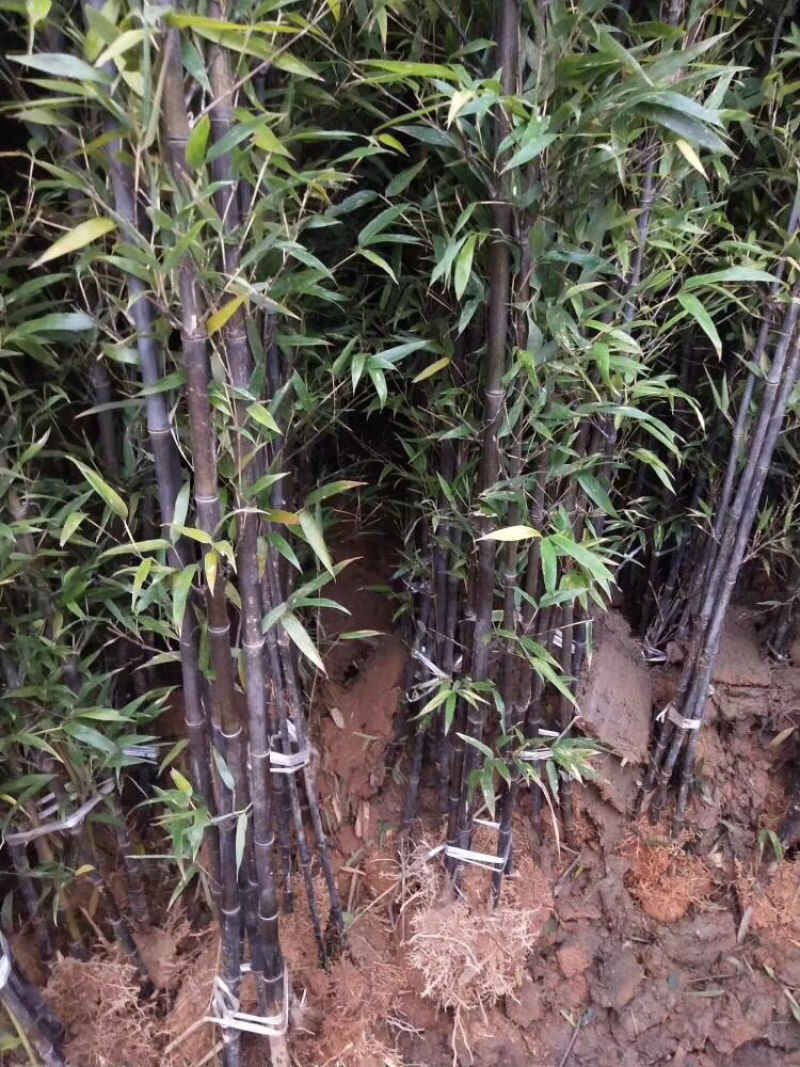 沭阳基地供应紫竹青竹金镶玉竹移植苗成活率高