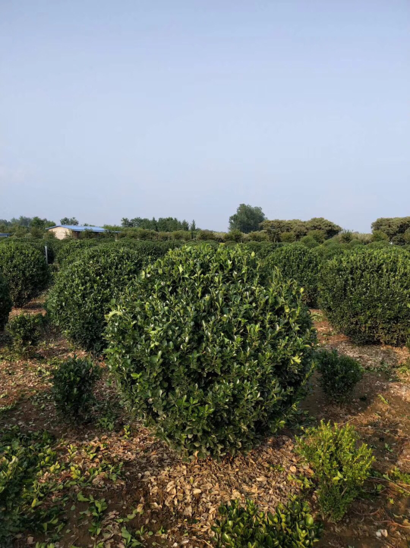 沭阳基地供应紫竹青竹金镶玉竹移植苗成活率高