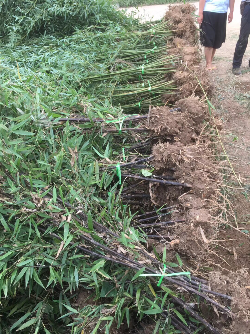 沭阳基地供应紫竹青竹金镶玉竹移植苗成活率高
