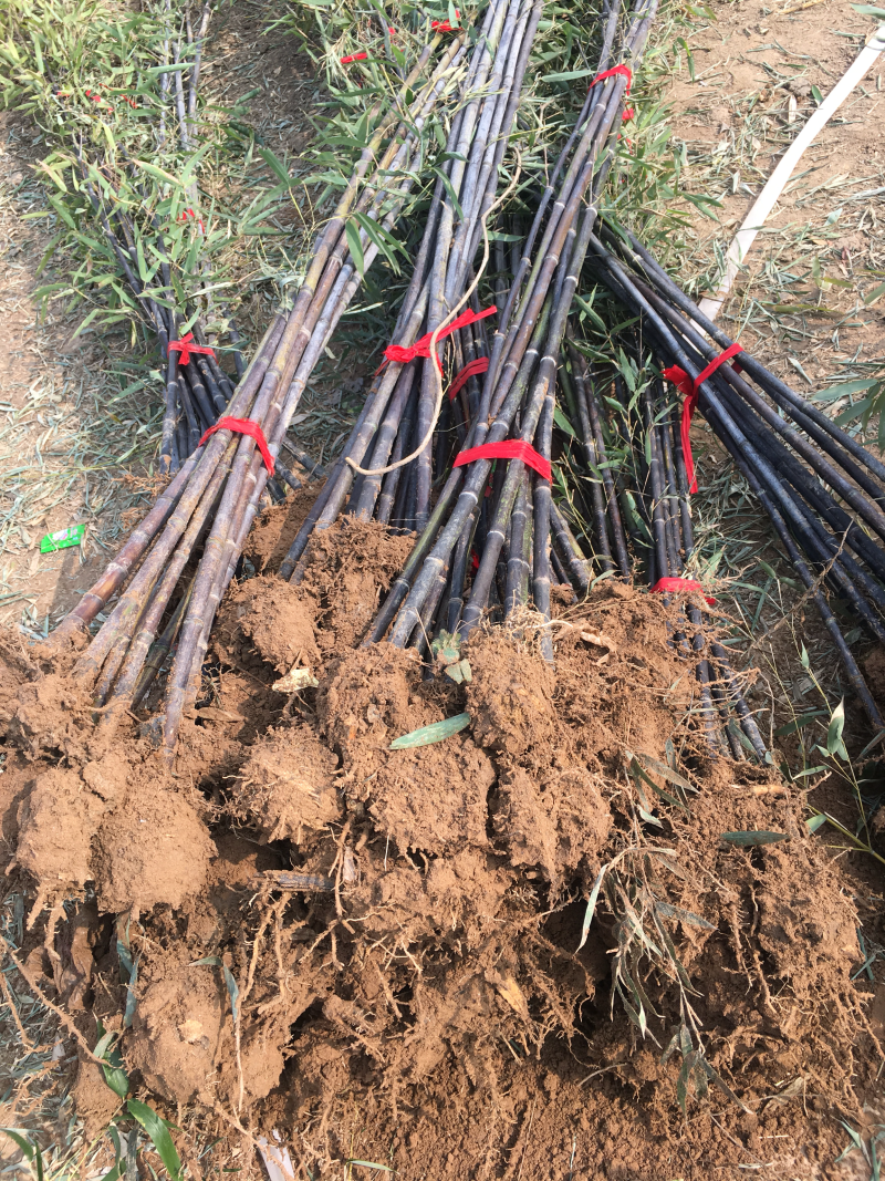 沭阳基地供应紫竹青竹金镶玉竹移植苗成活率高