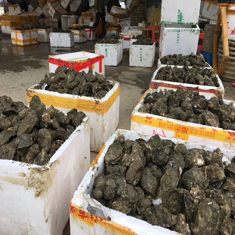 生蚝批发部 生蚝批发部