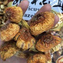 【牛商】姬松茸干货云南特产食用菌新店特价冲销量