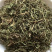 【鹅不食草】鹅不食草物美价廉量大从优