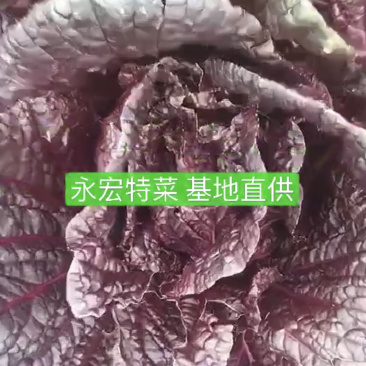 紫白菜