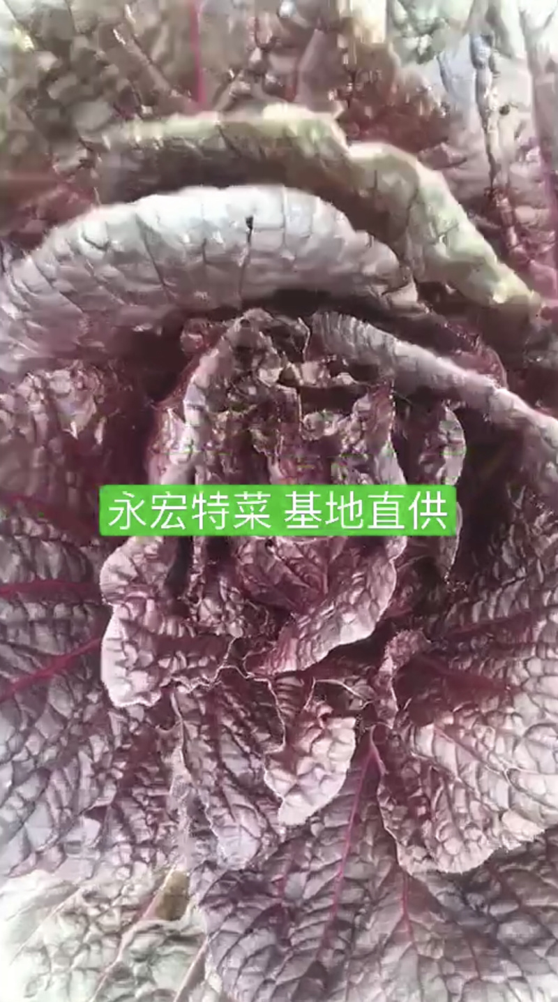 紫白菜