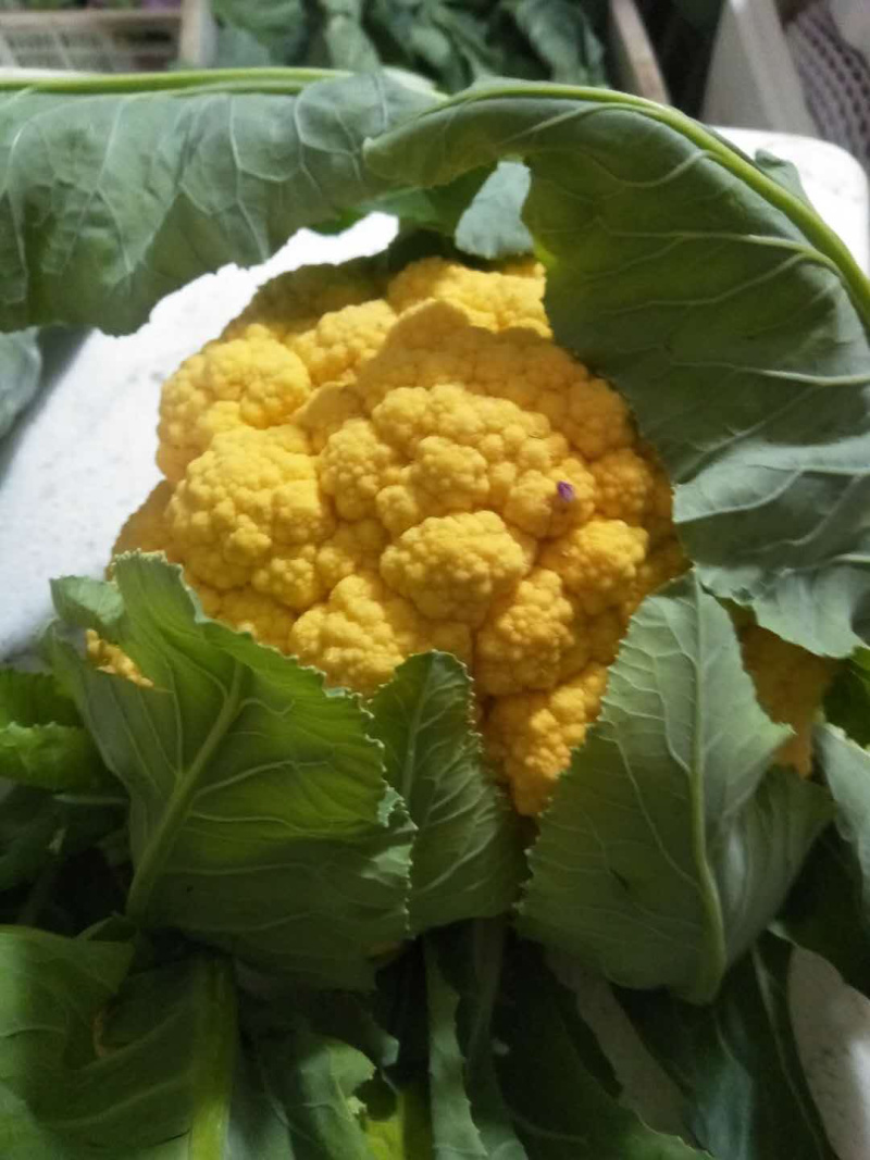 黄菜花