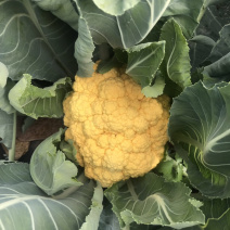 黄菜花