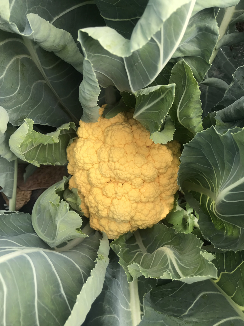 黄菜花