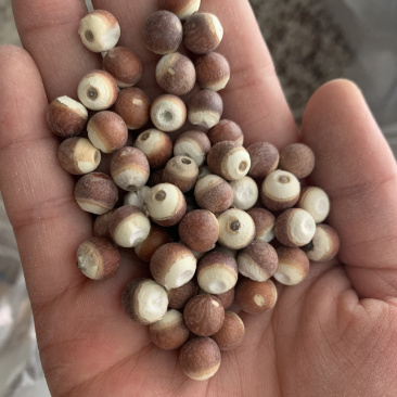 圆个芡实米，批发芡实米大货，各种规格，量大从优