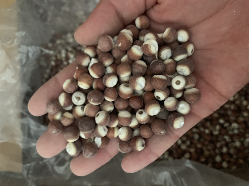 圆个芡实米，批发芡实米大货，各种规格，量大从优