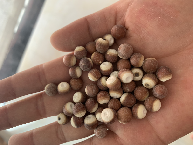 圆个芡实米，批发芡实米大货，各种规格，量大从优