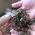 蜻蜓中药批发冷背药材兽用原料粉兽用中药