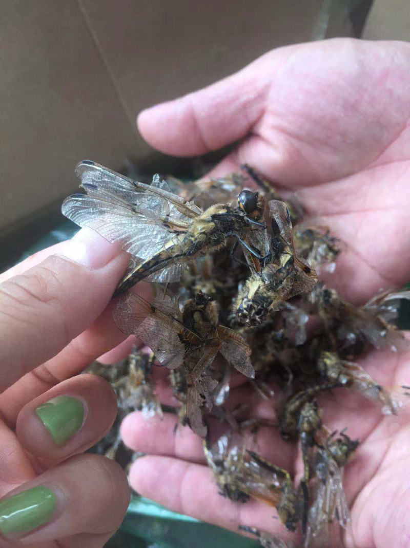 蜻蜓中药批发冷背药材兽用原料粉兽用中药