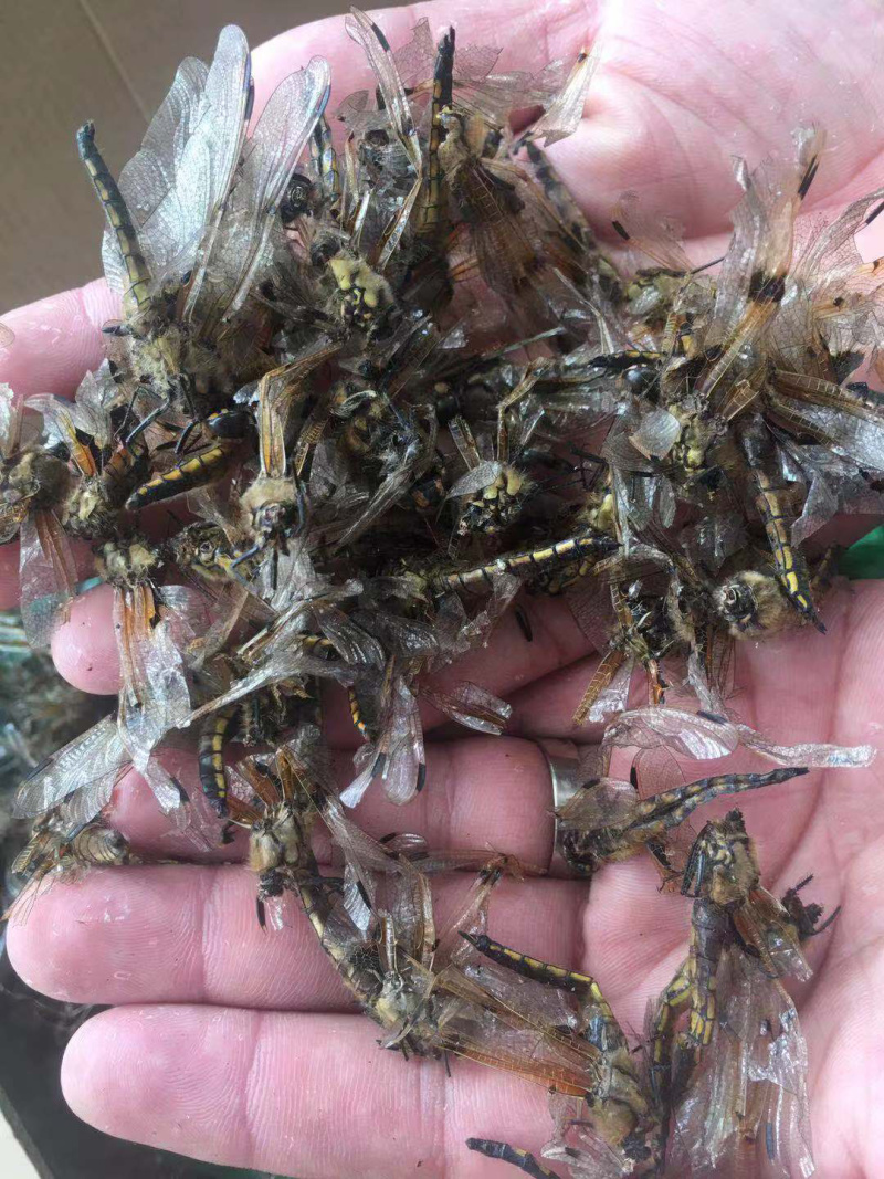 蜻蜓中药批发冷背药材兽用原料粉兽用中药
