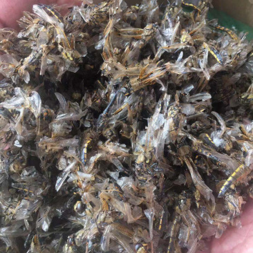 蜻蜓中药批发冷背药材兽用原料粉兽用中药