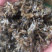 蜻蜓中药批发冷背药材兽用原料粉兽用中药