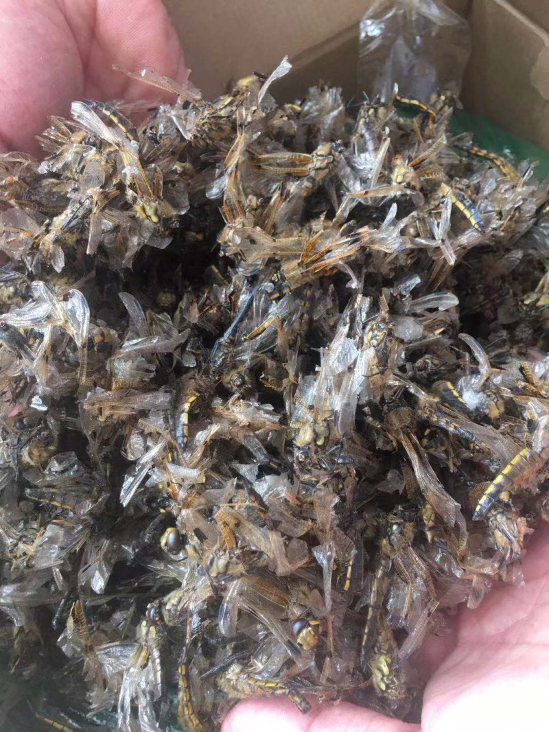 蜻蜓中药批发冷背药材兽用原料粉兽用中药