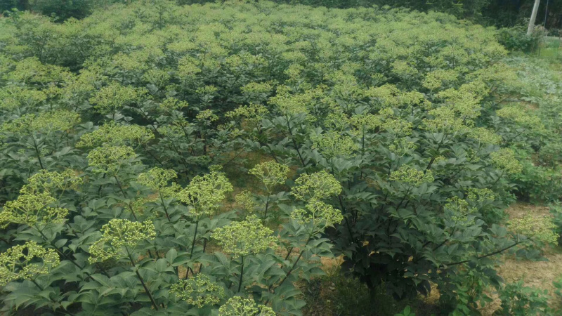 吴茱萸苗现货供应含量高成活率100%