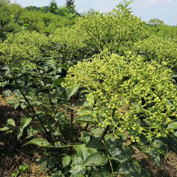 吴茱萸苗现货供应含量高成活率100%