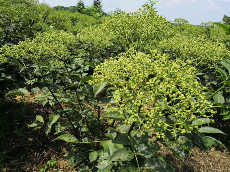 吴茱萸苗现货供应含量高成活率100%