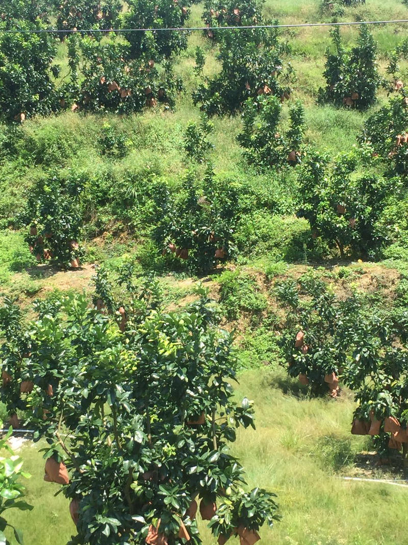 〈优果〉梅州三红蜜柚、红心蜜柚、橙肉蜜柚农场直供现看现摘