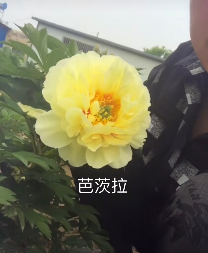 多花芍药三年苗五花芽以上品种齐全颜色多异