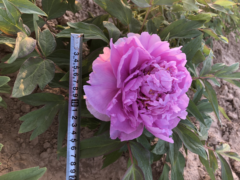 正宗观赏牡丹精品观赏牡丹正宗菏泽牡丹