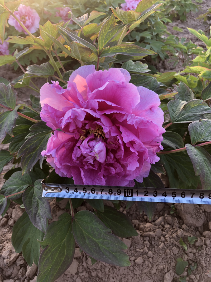 正宗观赏牡丹精品观赏牡丹正宗菏泽牡丹