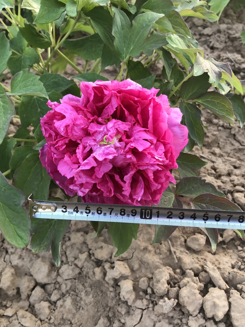 正宗观赏牡丹精品观赏牡丹正宗菏泽牡丹