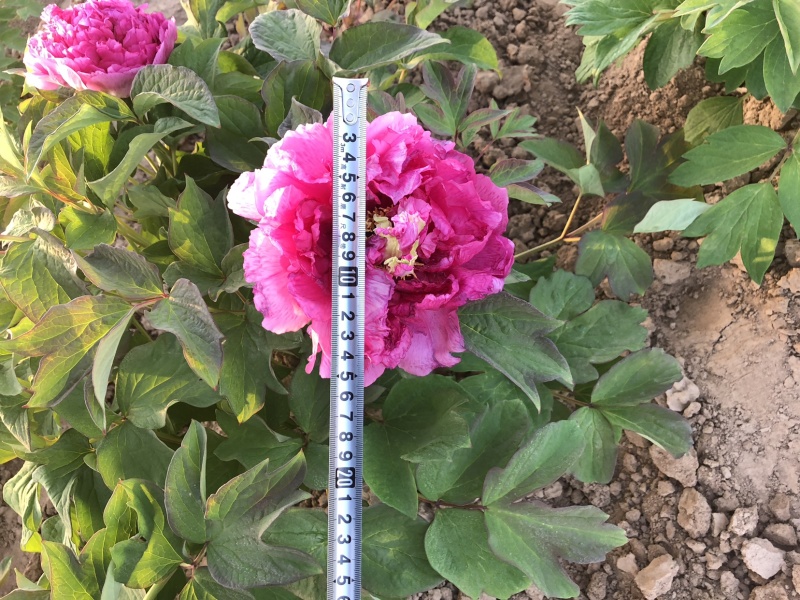 正宗观赏牡丹精品观赏牡丹正宗菏泽牡丹