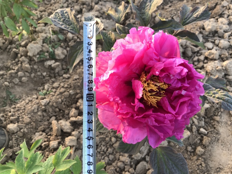 正宗观赏牡丹精品观赏牡丹正宗菏泽牡丹