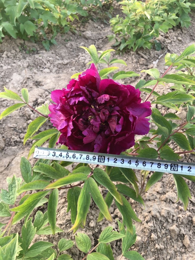 正宗观赏牡丹精品观赏牡丹正宗菏泽牡丹