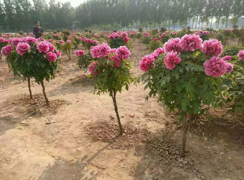 精品独杆牡丹小型牡丹树色系可选基地直销