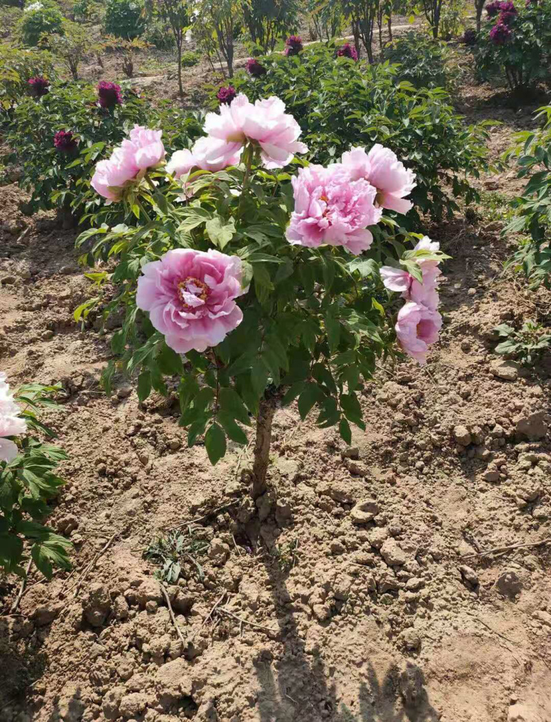 精品独杆牡丹小型牡丹树色系可选基地直销