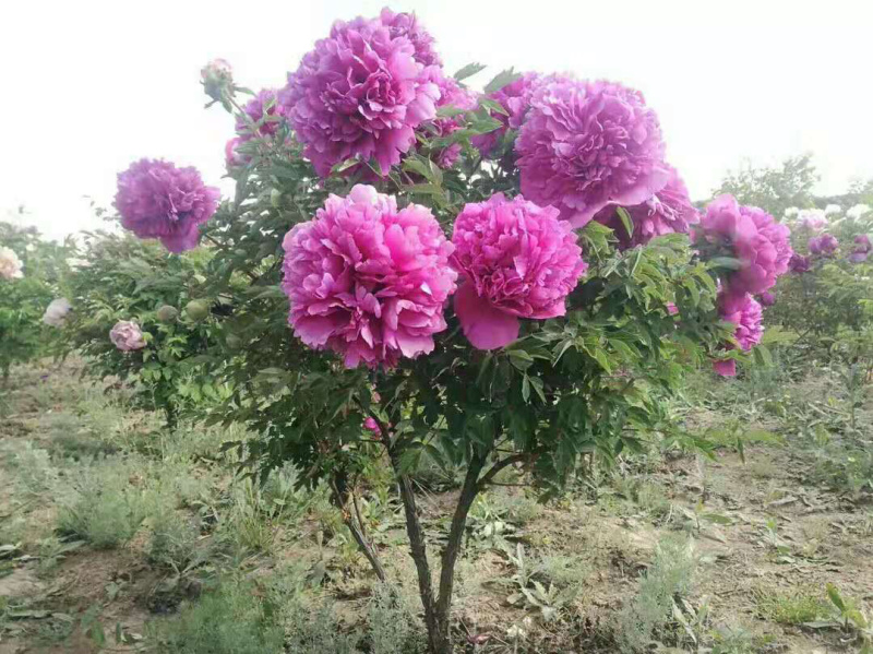精品独杆牡丹小型牡丹树色系可选基地直销