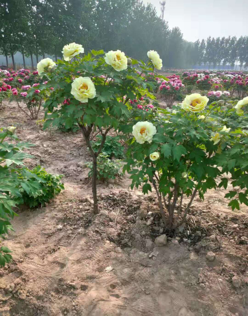 精品独杆牡丹小型牡丹树色系可选基地直销