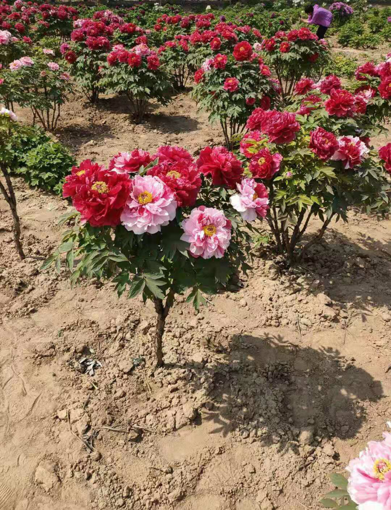 精品独杆牡丹小型牡丹树色系可选基地直销