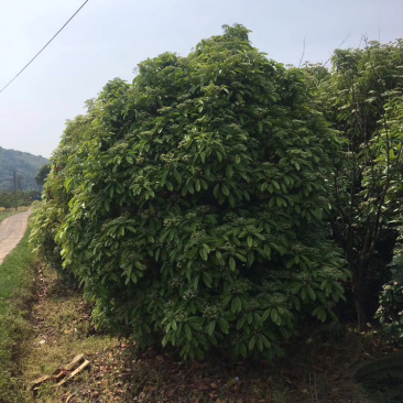本石楠，中华石楠，土石楠冠幅2米-5米！
