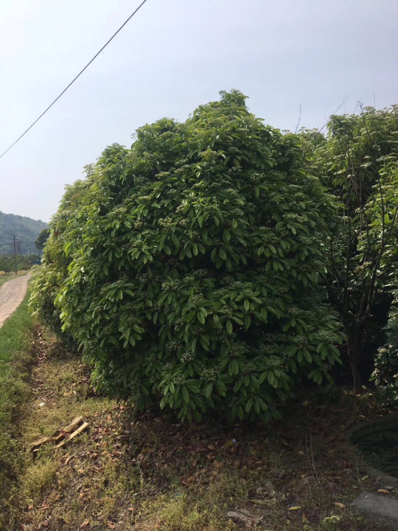 本石楠，中华石楠，土石楠冠幅2米-5米！