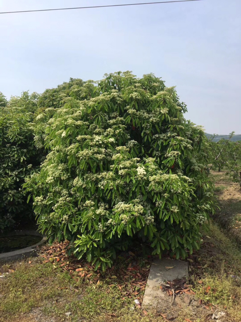 本石楠，中华石楠，土石楠冠幅2米-5米！