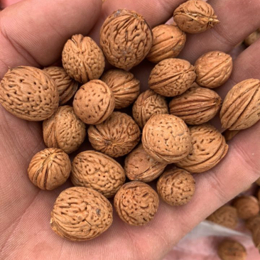 山桃核质量保证，欢迎采购，价格优惠，视频看货
