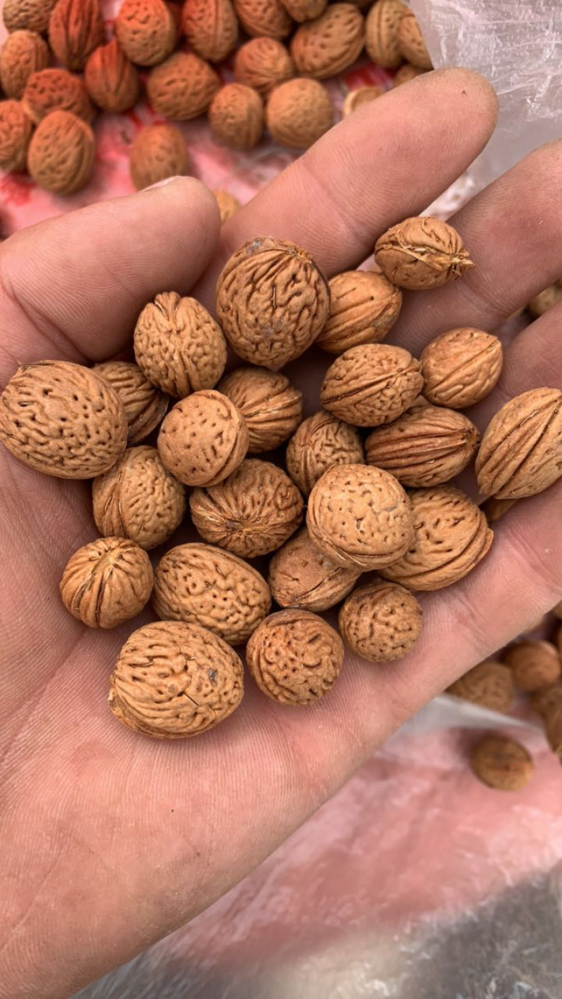 山桃核质量保证，欢迎采购，价格优惠，视频看货